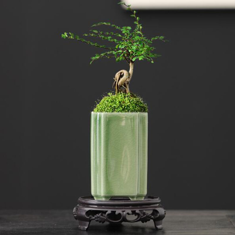 Bonsai Gardenia - Pot de fleurs carré en porcelaine,