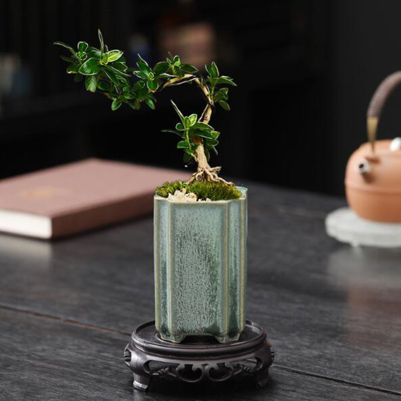 Pot de fleurs carré en porcela - Bonsai Gardenia avis et prix