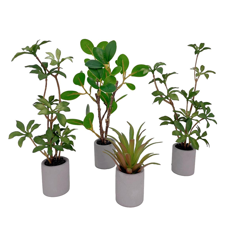 Plante l'inventaire en pot pou - Bonsai Gardenia avis et prix