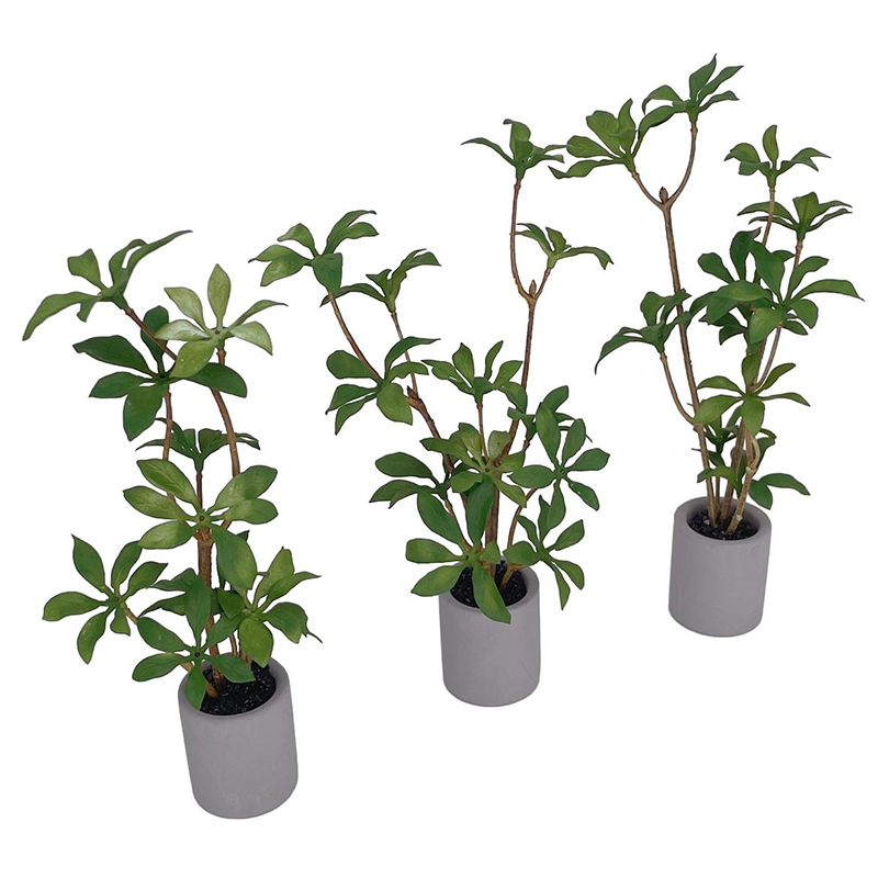 Plante l'inventaire en pot pou - Bonsai Gardenia avis et prix