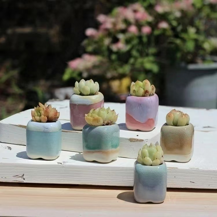 6 pièces Mini pot de fleurs su - Bonsai Gardenia avis et prix